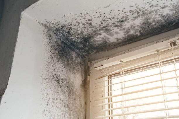 Affordable Mold Remediation solutions in New Providence, NJ