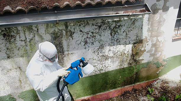 Top rated local Mold Remediation specialists in New Providence, NJ